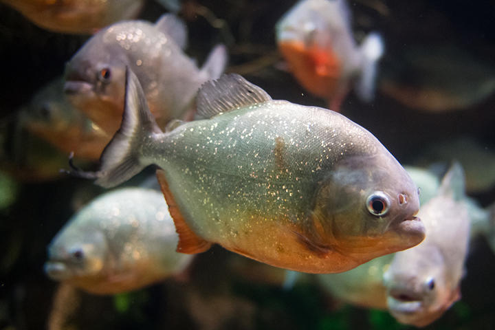 ハチに襲われ飛び込んだ湖にピラニア 男性が食われる ニューズウィーク日本版 オフィシャルサイト