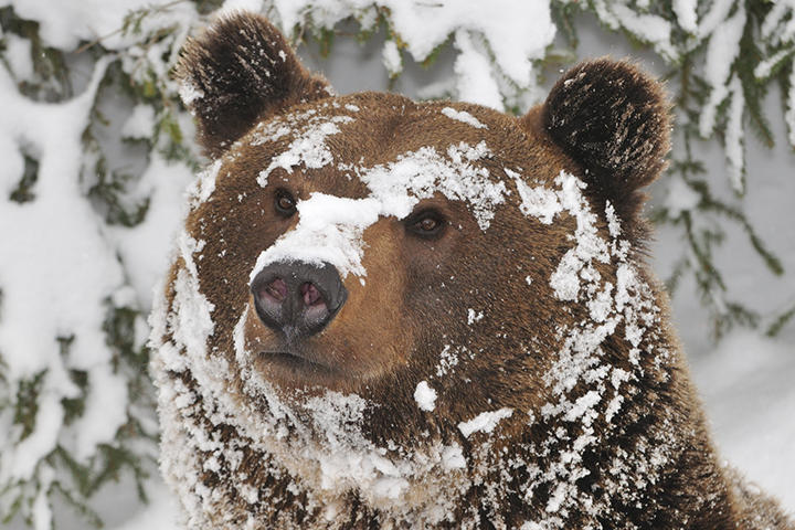 初体験の雪遊びに子グマが大はしゃぎ 転げ回って、飛び跳ねて