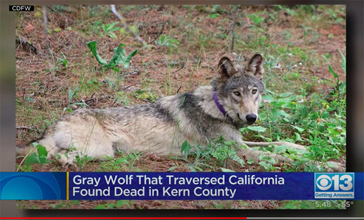 ショルダーバッグを下げたハイイロオオカミさん 種を守るため1500キロ旅した偉大なハイイロオオカミ、非業の死