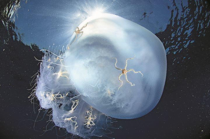 海の生き物たちの貴重な姿、ナショジオ写真家が贈る「息をのむ」11枚 