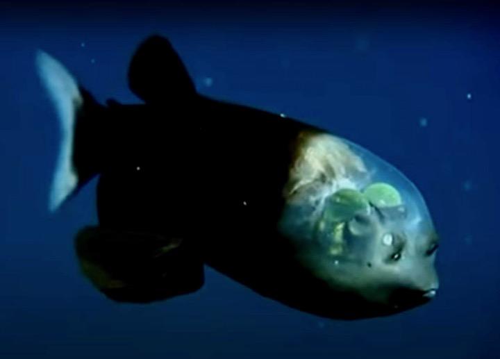 頭が透けてる深海魚は何ですか？