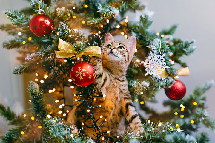 クリスマスツリーをネコから守れ！ 掃除機を駆使した究極の対策｜ニューズウィーク日本版 オフィシャルサイト
