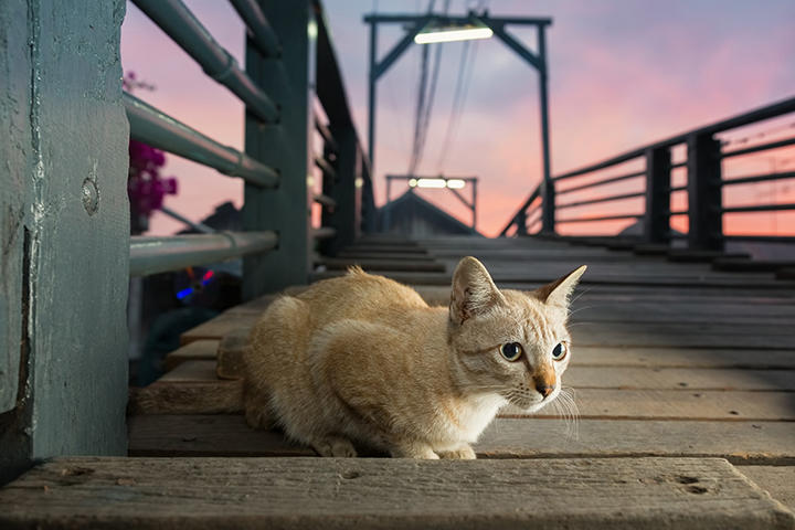 子猫 子猫