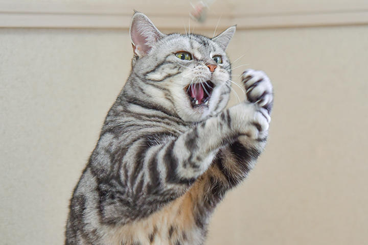 子猫 子猫