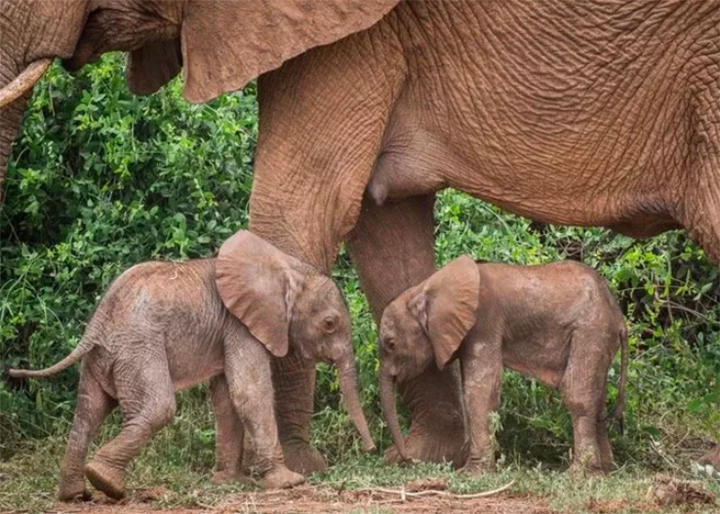 双子のアフリカゾウ 双子のアフリカゾウ