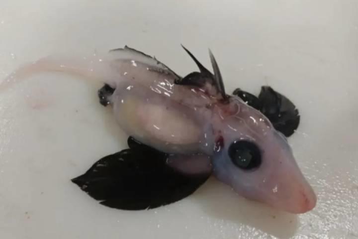 科学者を驚かせたこの生物の正体は ニューズウィーク日本版 オフィシャルサイト