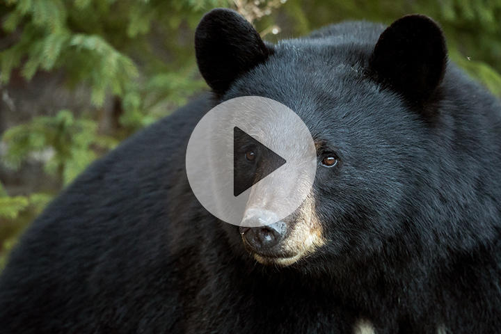 英サファリパーク、アメリカクロクマの出産撮影に成功｜ニューズ