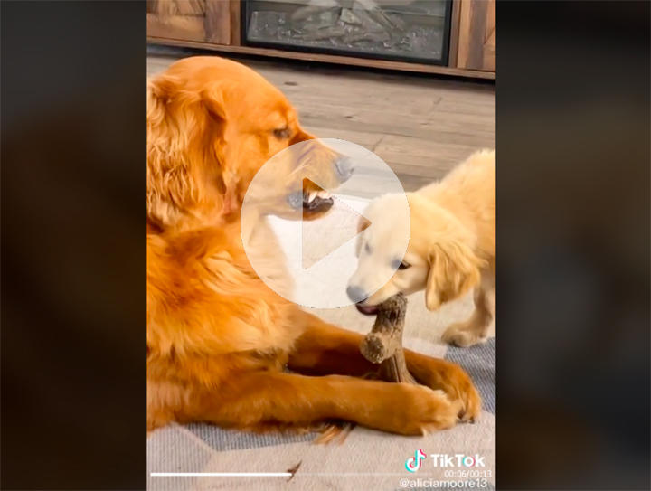 映像 露骨に不機嫌なゴールデンレトリバーに無邪気な子犬も凍りつく ニューズウィーク日本版 オフィシャルサイト