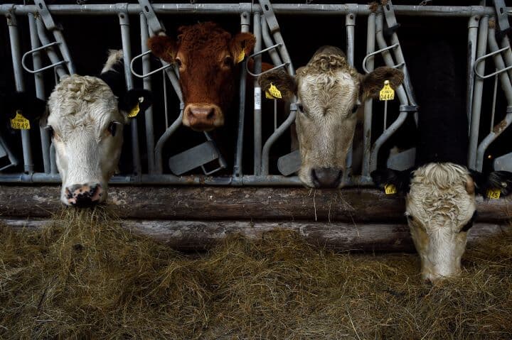 肉牛大事典 飼育の基本から最新研究まで 肉牛大事典: 飼育の基本から最新研究まで | 農文協編 |本 | 通販