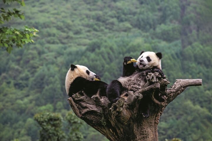 絶滅の危機を脱したパンダの悠々自適ライフ ニューズウィーク日本版 オフィシャルサイト