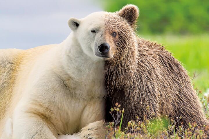 温暖化で新種のクマが誕生 実は喜ばしくない理由とは ニューズウィーク日本版 オフィシャルサイト 温暖化で新種のクマが誕生 実は喜ばしくない理由とは ニューズウィーク日本版 オフィシャルサイト