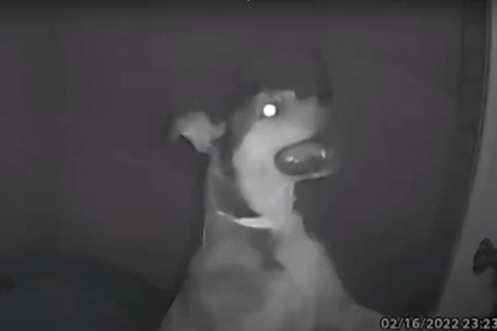 監視カメラ越しに休暇中の飼い主 なんてこった ペットホテルを脱走し帰宅した犬 ニューズウィーク日本版 オフィシャルサイト 監視カメラ越しに休暇中の飼い主 なんてこった ペットホテルを脱走し帰宅した犬 ニューズウィーク日本版 オフィシャルサイト
