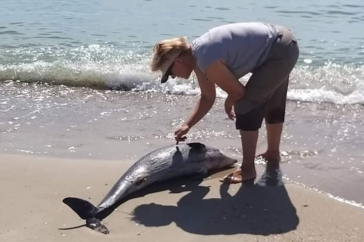 爆弾や機雷による火傷の跡も 黒海のイルカ数千頭が ロシア軍のソナーで大量死 ニューズウィーク日本版 オフィシャルサイト