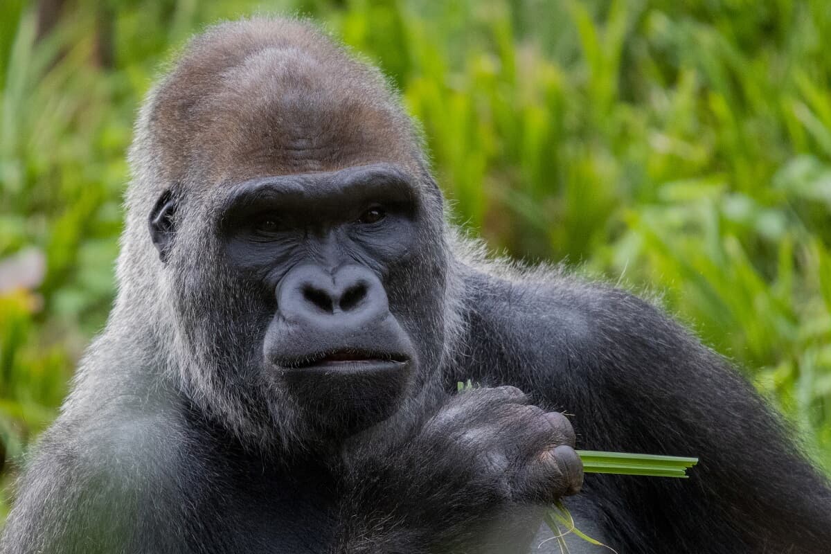 動物園のゴリラが見せた、あまりに華麗なスライディング ...