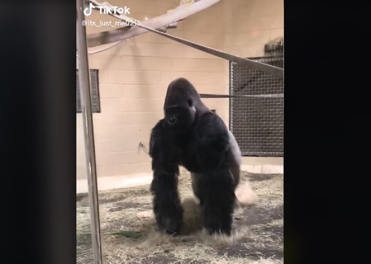 映像 華麗なるスライディングを披露するゴリラ ニューズウィーク日本版 オフィシャルサイト