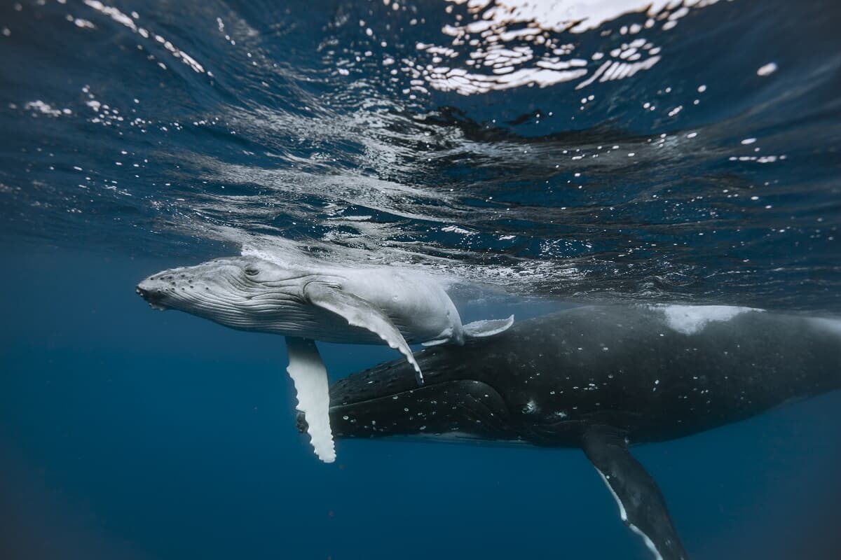 全身真っ白のザトウクジラがコスタリカで撮影される｜ニューズウィーク