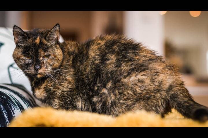 人間に換算すると120 歳！ 元野良猫が存命する世界最高齢の猫に認定