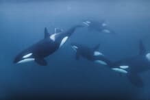 webw221108_orcas-thumb-