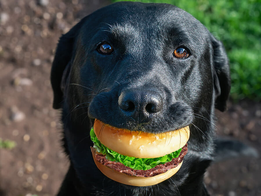 飼い主が目を離した隙にハンバーガーを食べ しらを切る犬の表情がこちら ニューズウィーク日本版 オフィシャルサイト