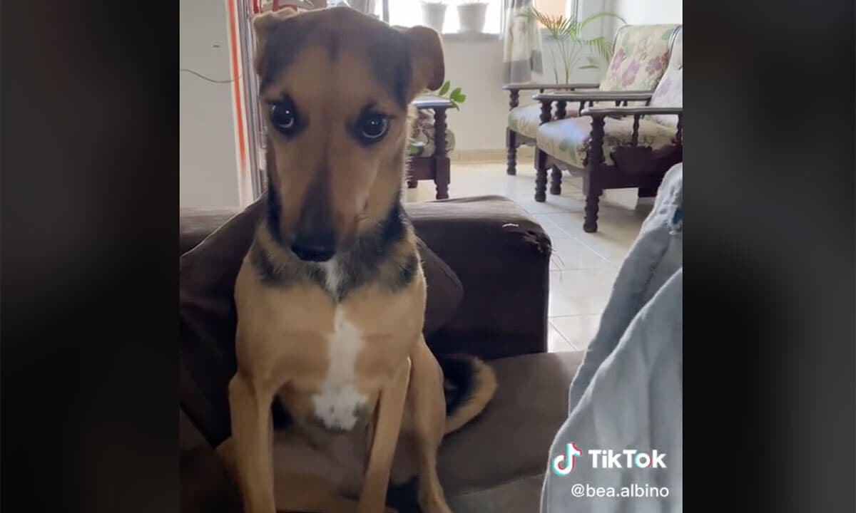 動画】石のように動かず、意地でも主人と目を合わせない犬