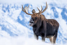 webw221223_moose-thumb-