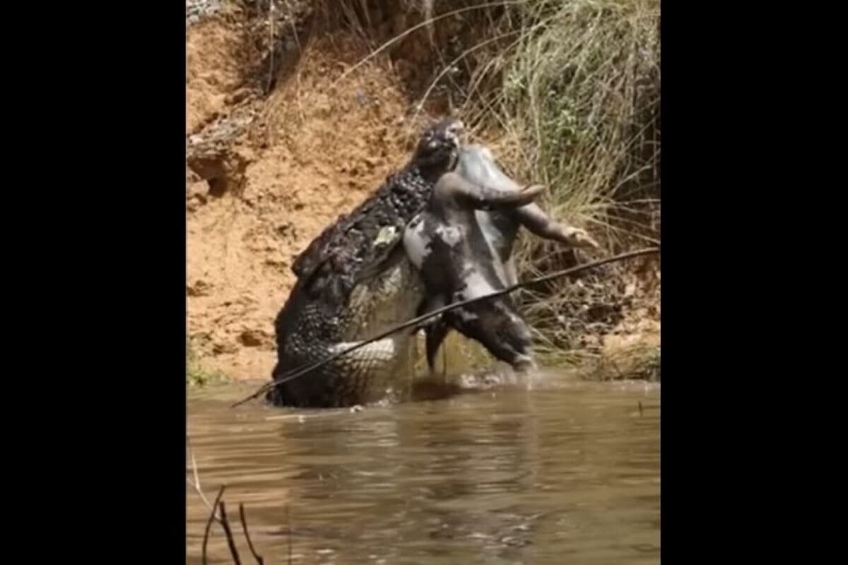 動画】豚を食べる推定70歳の歯無しワニ｜ニューズウィーク日本版