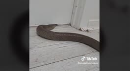 webw230310_snake2-thumb-