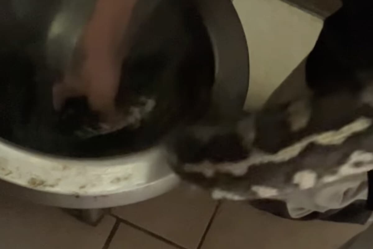 トイレにヘビ 便器の中に大蛇 排水管を伝って現れる