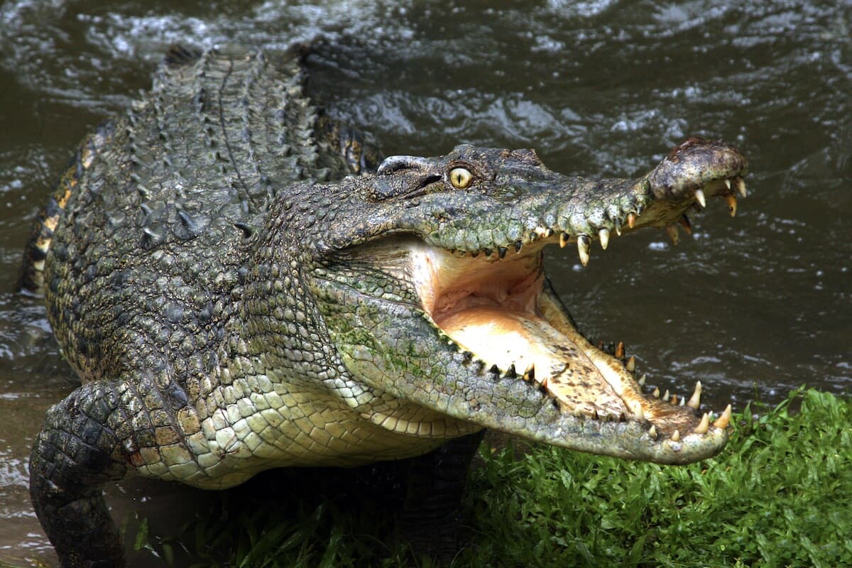 地球を食べるワニ The World's Largest Crocodile Takes on Giant Crab in Fight