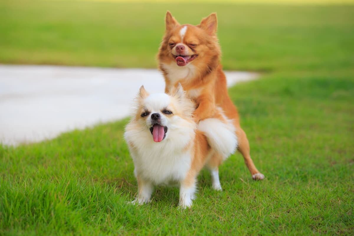 犬　交尾 一度入ったらもう抜けない！ メスが嫌がっても交尾が続く犬独自のロックオン式という生殖進化｜ニューズウィーク日本版 オフィシャルサイト