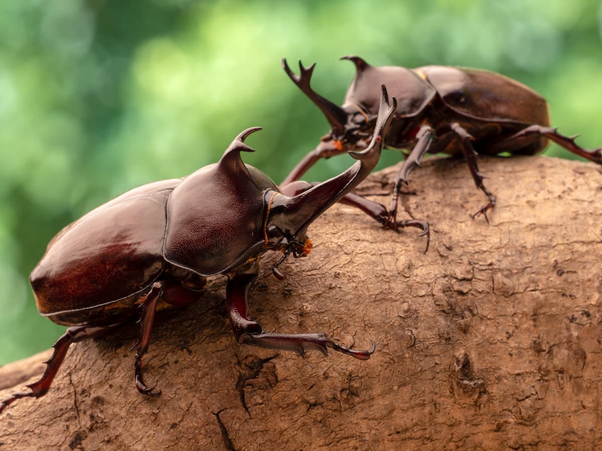 なぜ日本のカブトムシだけが独自進化？ オスのケンカ必勝法・メスの