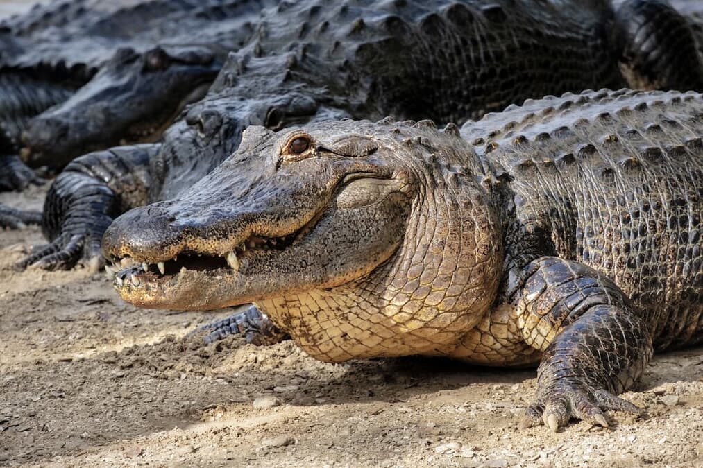 ワニがワニの餌食に衝撃の共食いシーンに「食うか食われるか」の声