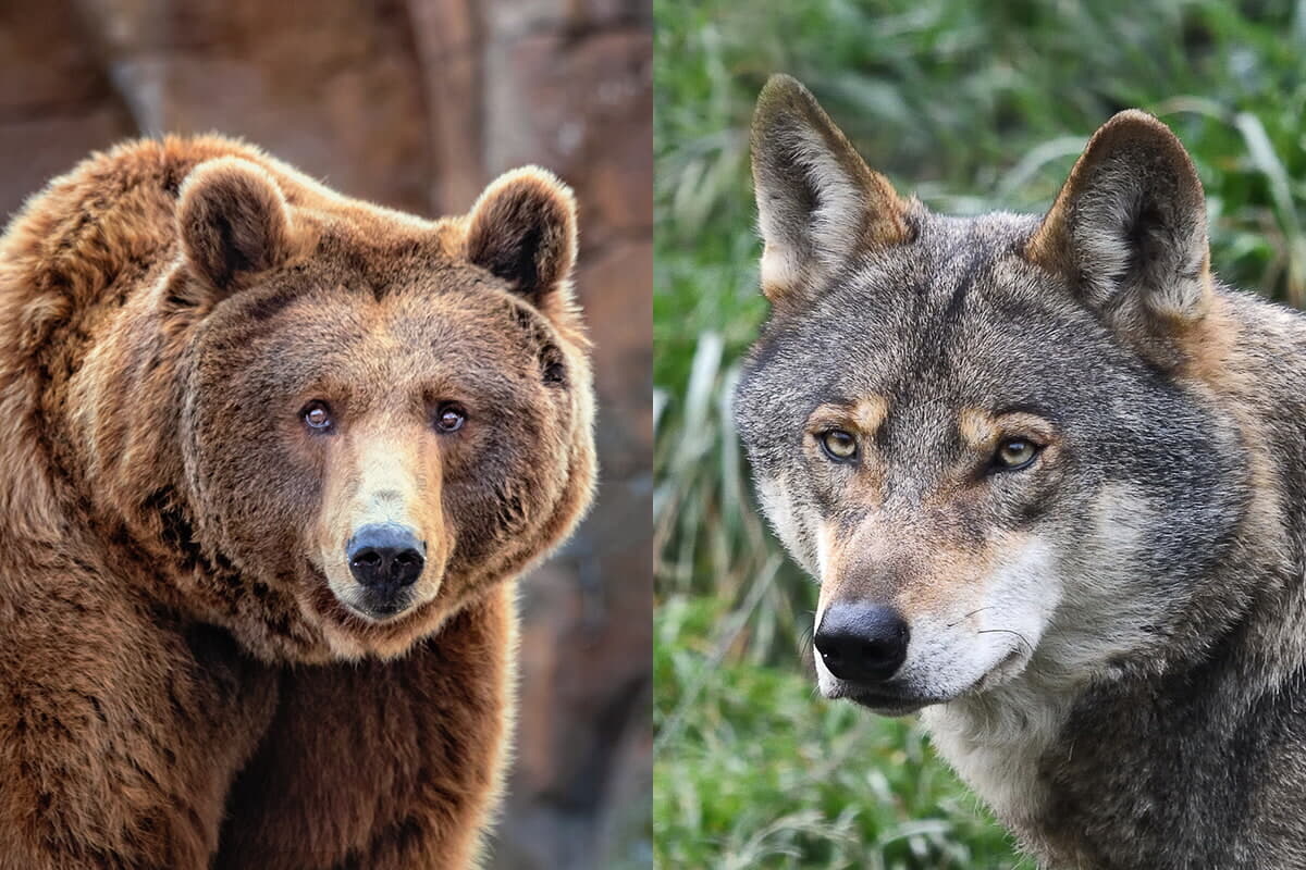 動画】見事な連携！ ヘラジカの母子に襲い掛かるヒグマとオオカミ