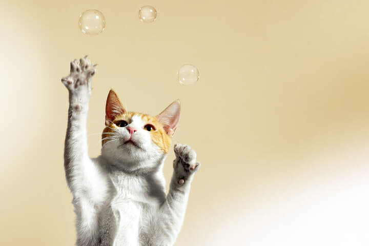 最新科学が解き明かす本当の猫の気持ち