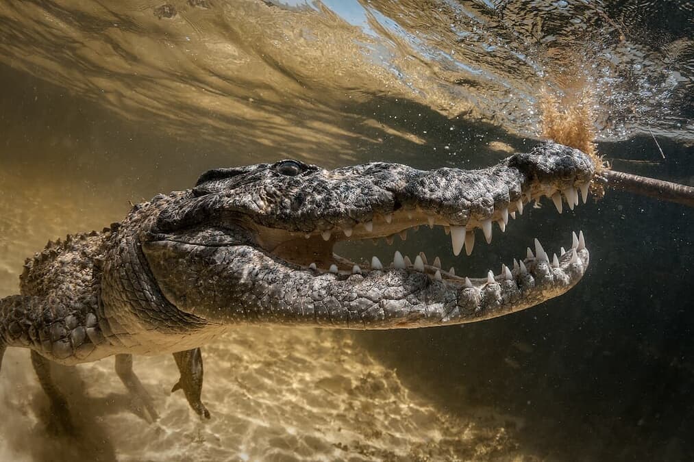 これが野生だ」ワニがサメを捕食カメラがとらえた衝撃の残虐