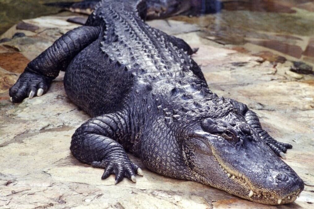 ワニの襲撃で男性が腕を失う発見者が目撃した衝撃の光景｜ニューズ