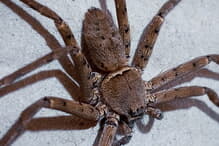 これは無理」「消防署に電話を」出入口にのさばるクモの「常軌を逸した