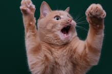 体操選手の偶然の猫 テレビの前で猫パンチ連発...女子体操を見たネコたちが次々「ハンター化」一体なぜ？｜ニューズウィーク日本版 オフィシャルサイト