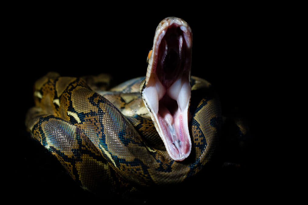 トイレにヘビ 便器の中に大蛇 排水管を伝って現れる