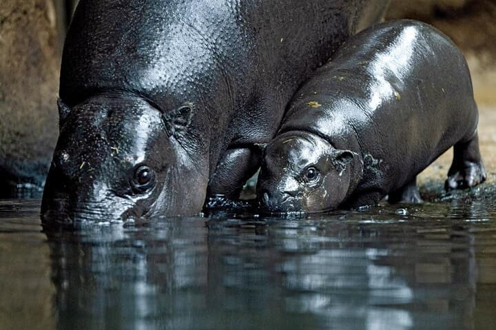 母親と入水を披露するコビトカバの赤ちゃんトニ（ベルリン動物園）