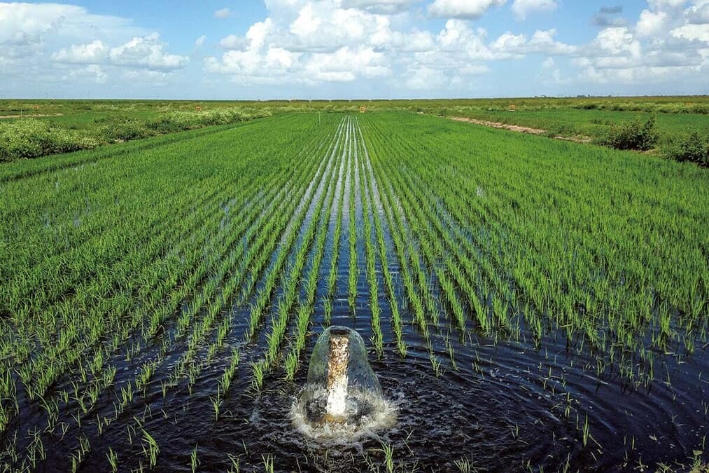 100年で1.8mの表土が消失フロリダの大地を救うのは「米作り