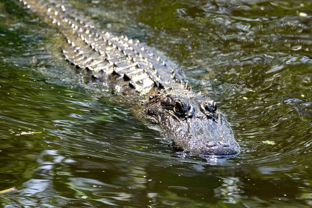 水面には「膨れ上がった腹」自身の倍はあろう「超巨大ニシキヘビ