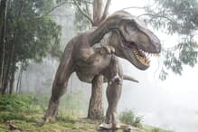 鑑定書◇ティラノサウルス 化石 歯/牙 Trex/モササウルス