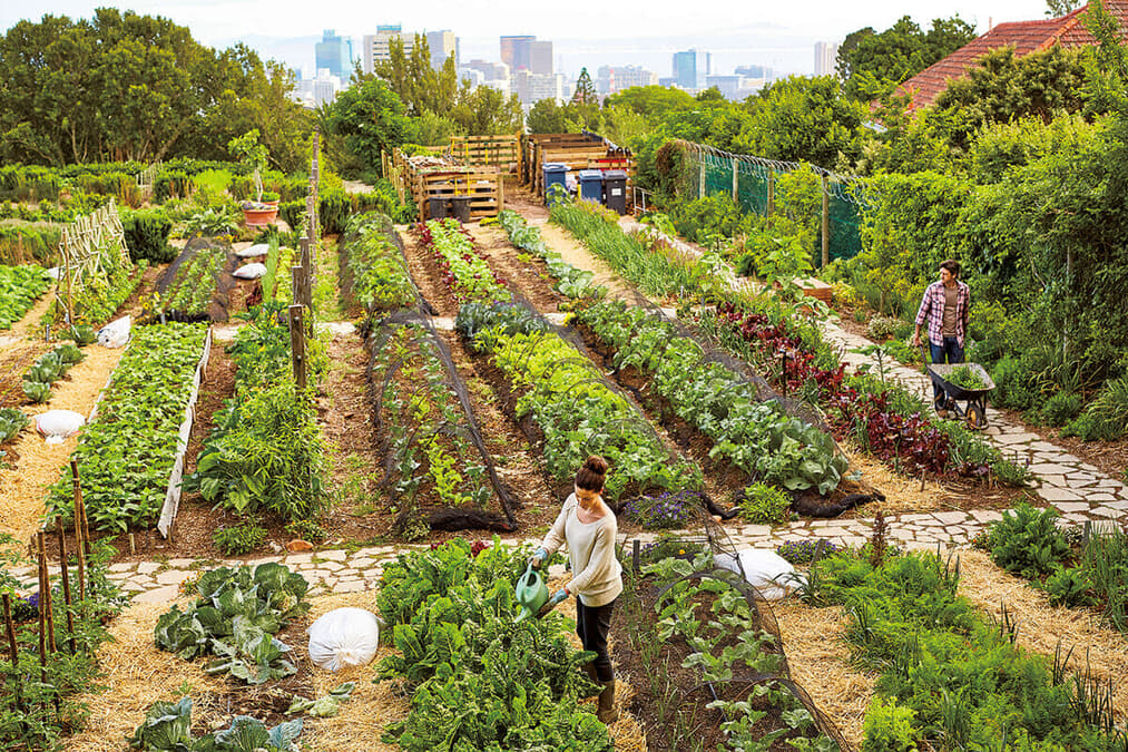 アフリカの若者たちが挑む「食の正義」運動とは？20代主導で進む