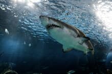 サメ g-5d8700142g-007.jpg