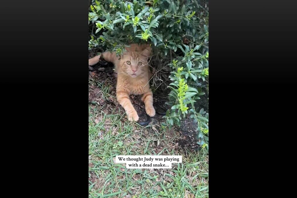 ヘビと猫 猫 おもちゃ ヘビ サンゴヘビ 電動 珊瑚蛇 毒蛇 ペット 一人遊び