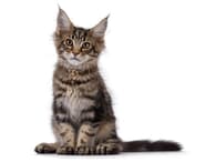 ヘビと猫 ヘビがへっちゃらな愛猫たち。【猫×蛇】vol.286 - YouTube