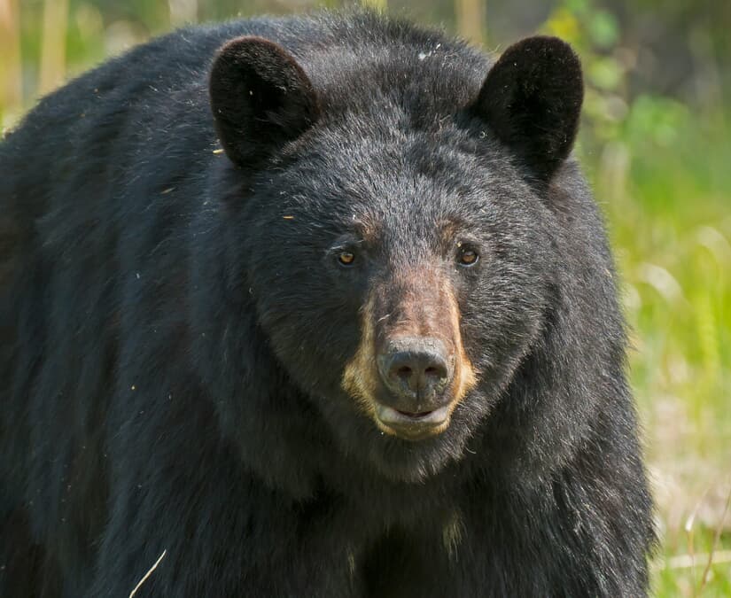 クマ太 UPKK2280_00_L.jpg
