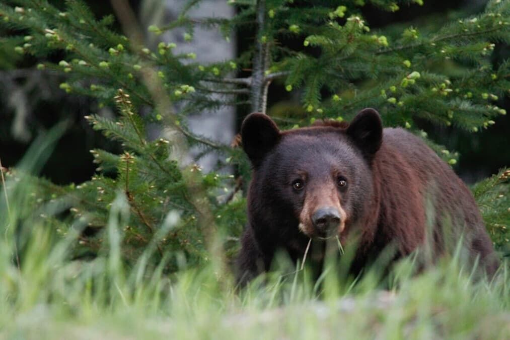 動画】「これは拷問」ローラーコースターの沿線に2頭のクマが