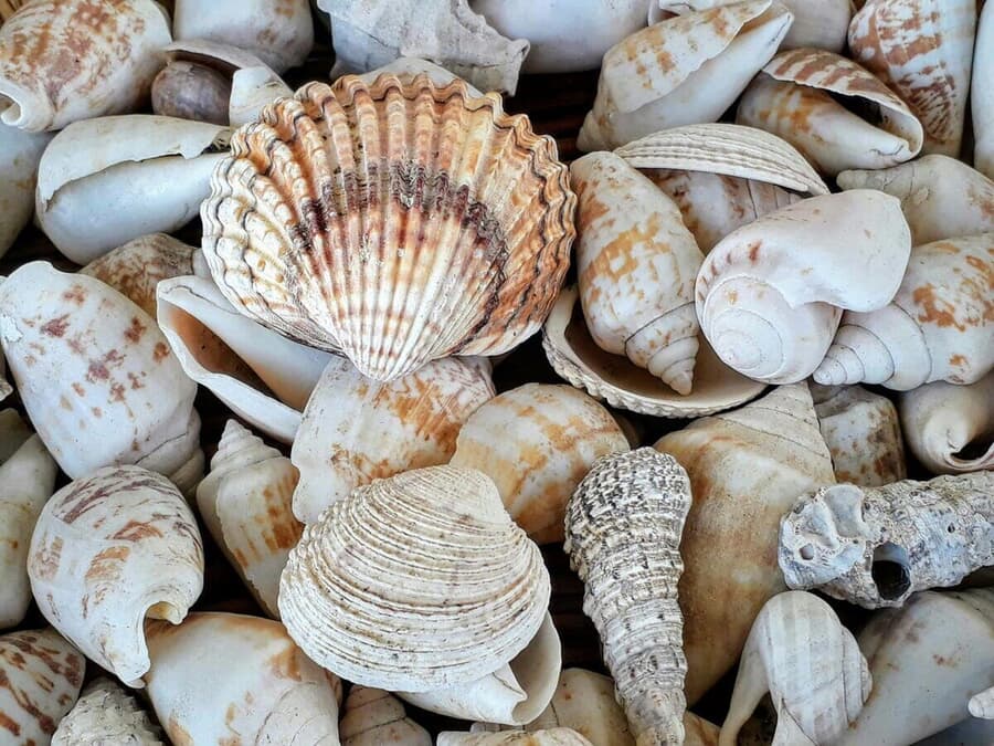 これだから「貝殻拾い」はダメなんだ...一緒に大量の「あの生き物」を連れ帰ってしまった女性のSNS動画が大炎上 [最新記事_2]